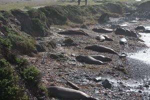 A beach full of Elephant Seals