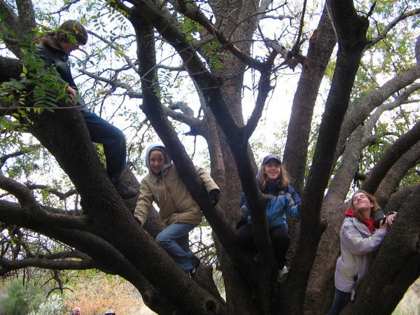 Tree Climbing at Dan Nature reserve
