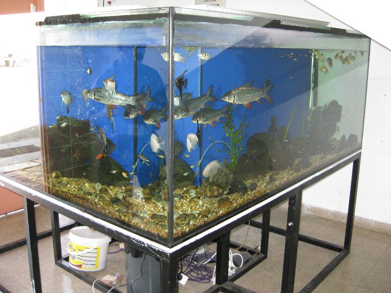 Largest school aquarium in Haifa