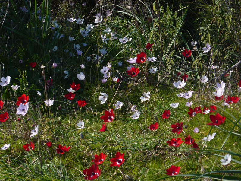 Wild Anemones at Aspendos