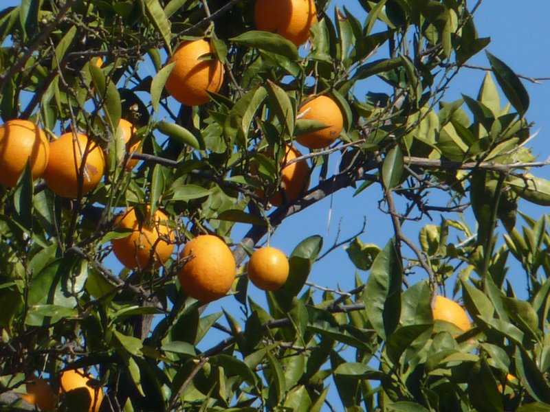 Antalya street trees, heavy with oranges