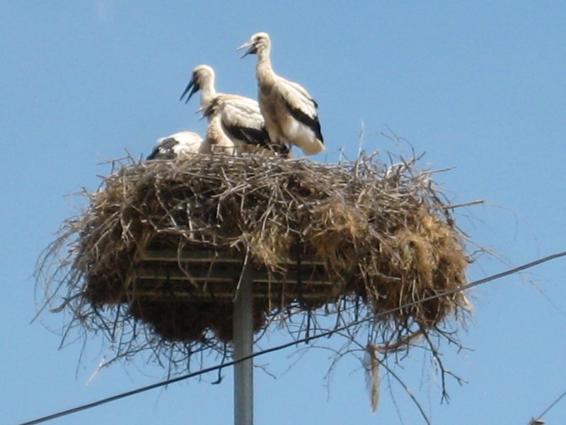 Storks on the Aegean