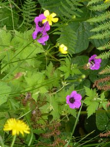 Black Sea region wildflowers