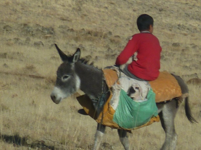Nomadic boy herding goats in the Desert