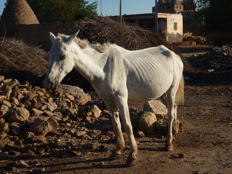 Harran Village Horse