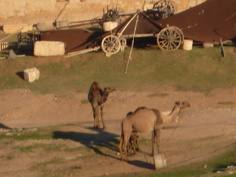 Harran Camels