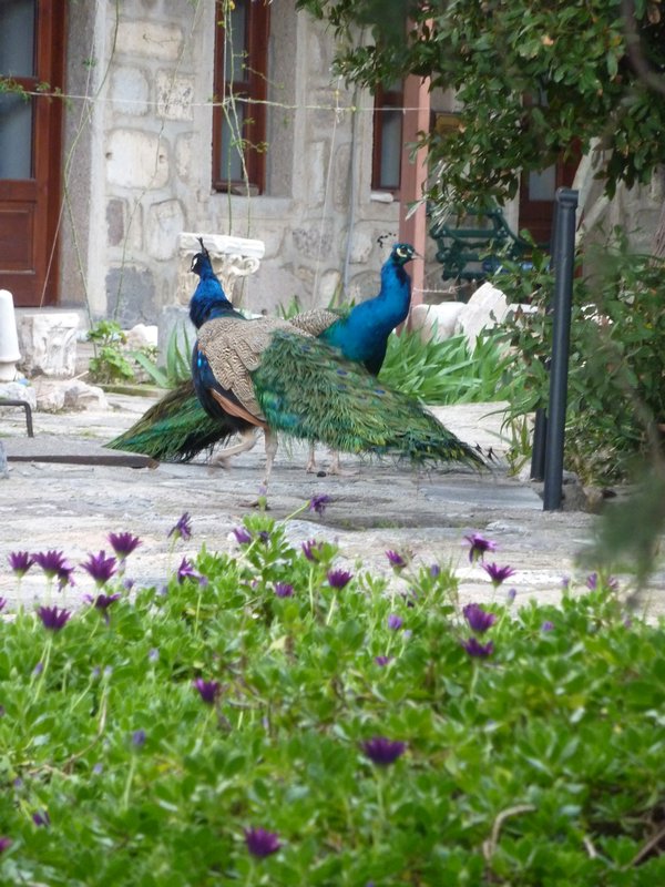 Peacocks in the Castle