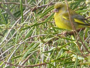 The Wild Canary in Greek Cyprus