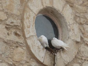 Doves in a Greek church window