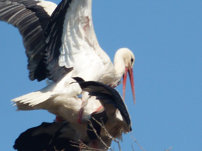 Copulating Storks
