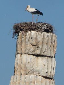 Storks at Selcuk Temple of Artemis