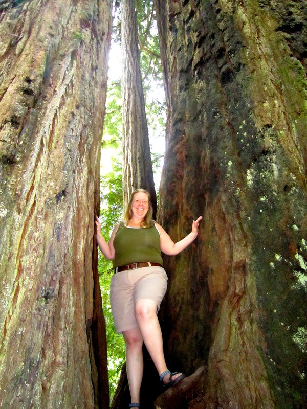 In the Trees in the Redwood Forest