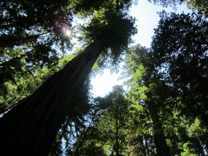 The Redwood Forest