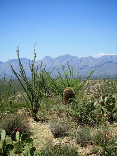 Saguaro National Park 2012