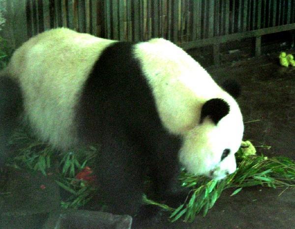 Chengdu Giant Panda
