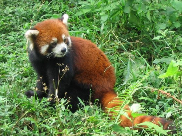 Chengdu Red Panda