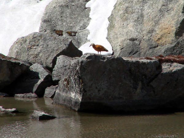 Himalayan Duck on Rock