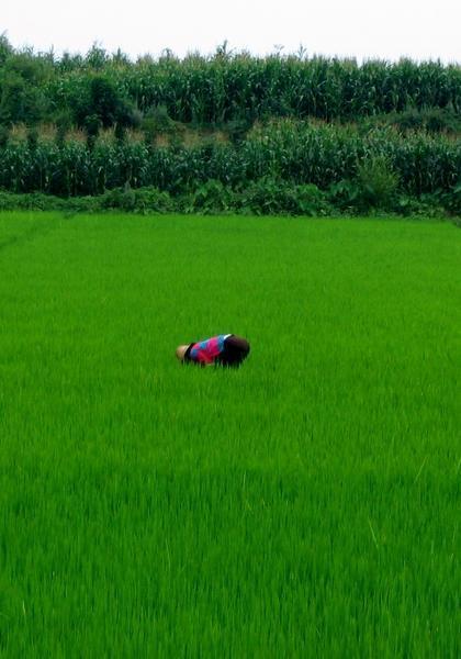 Dali Woman in Rice Paddy
