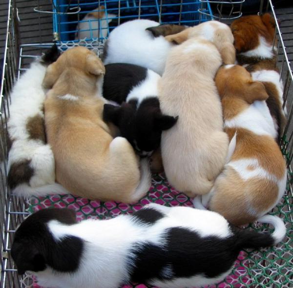 Puppies for Sale Tiny Old Kunming