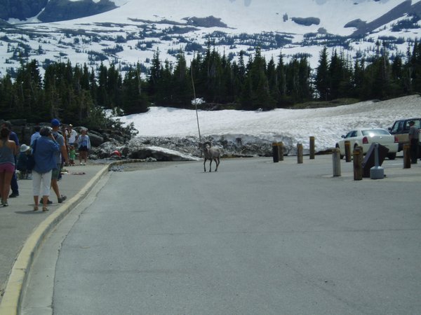 Sheep in Parking Lot