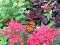 Mackinac Island, Butterfly House 1