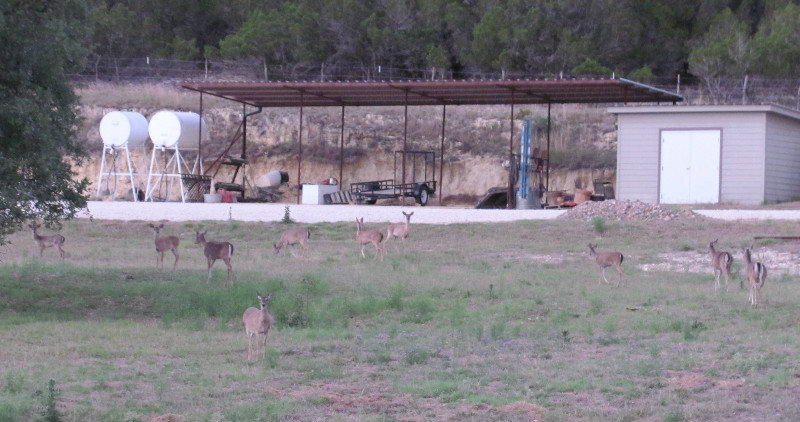 Deer near Buckhorn