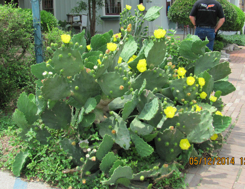 Cactus in Gruene