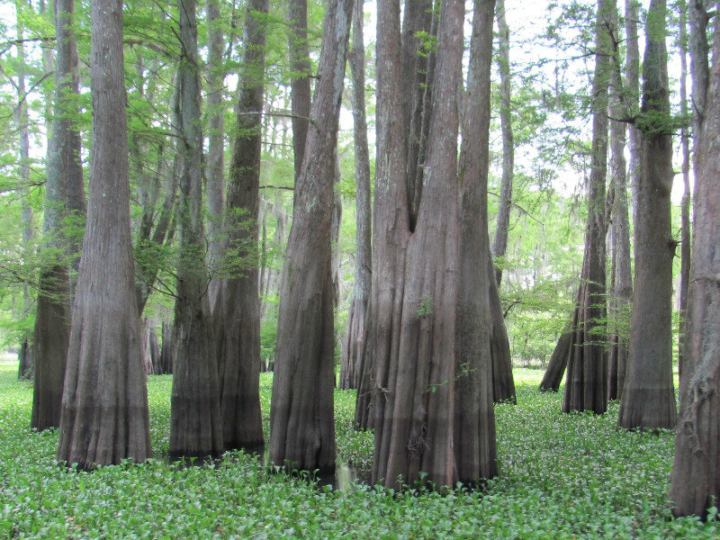 Trees in the Bayou.