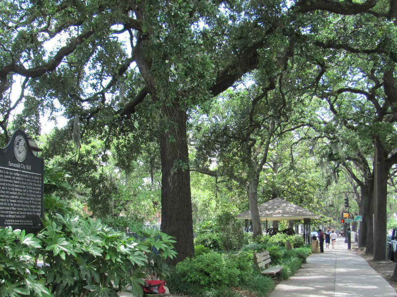 Tree covered street in Savannah