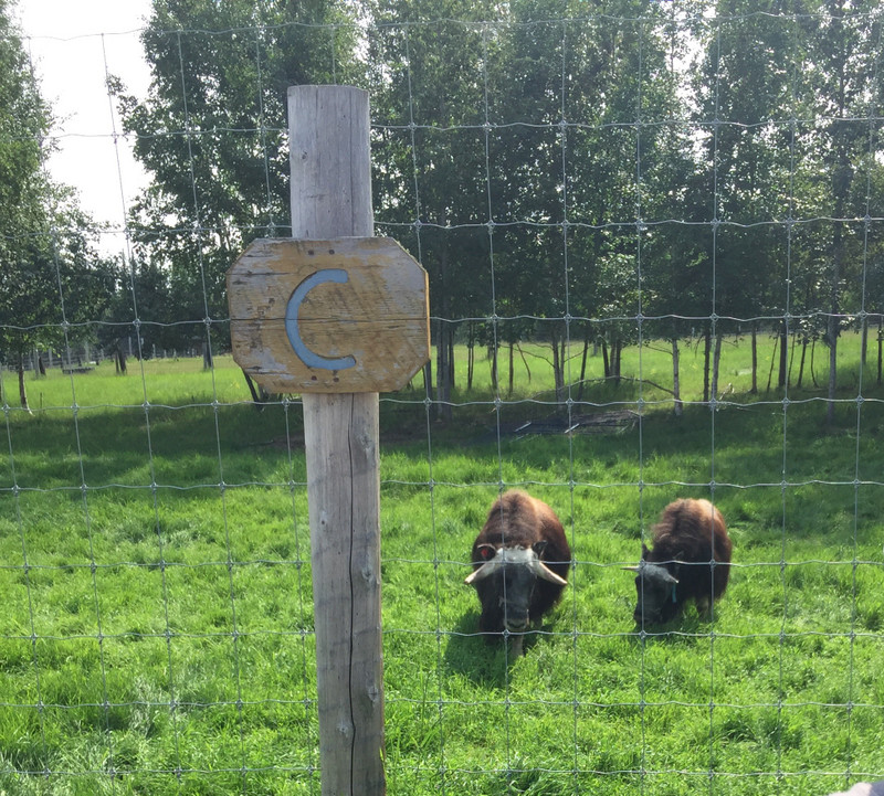 Musk oxen at the University's Large Animal Research Center.