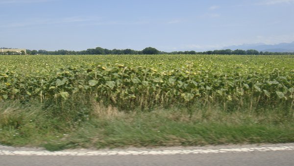 Sunflower fields everywhere.