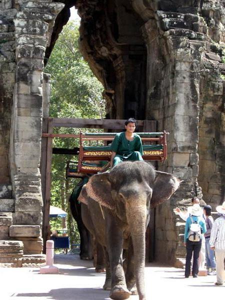 Elephants in Angkor Wat