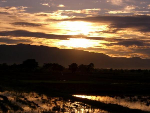 Sunset over Rice Fields