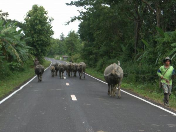 Water Buffalo in road