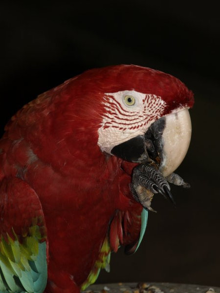 Macaw (Papagei)