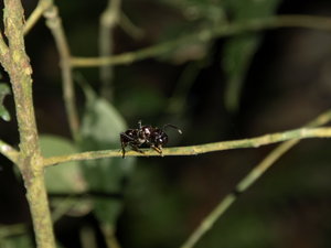 1. Nachtspaziergang im Jungel