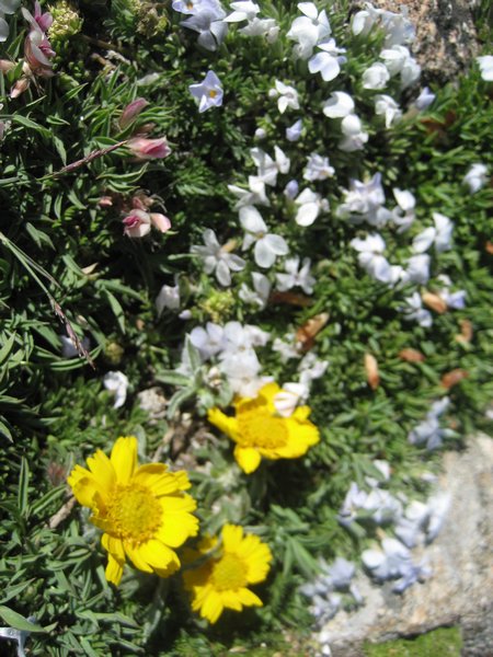 Tiny Tundra Flowers