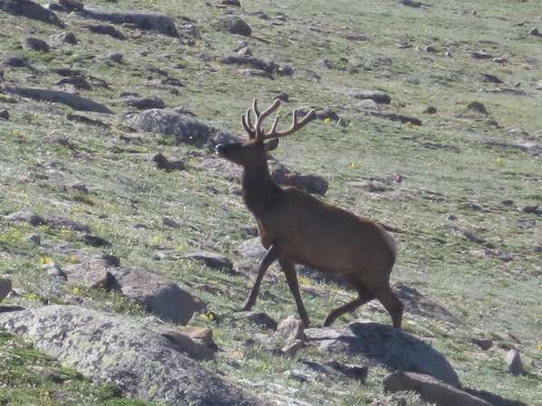 Elk on the tundra- Ute Trail