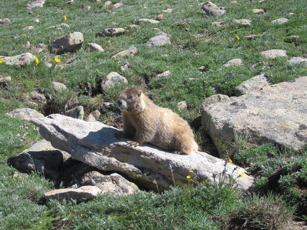 Marmot on the tundra- Ute Trail