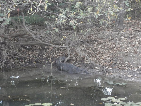 Crocodile at Yellow Water