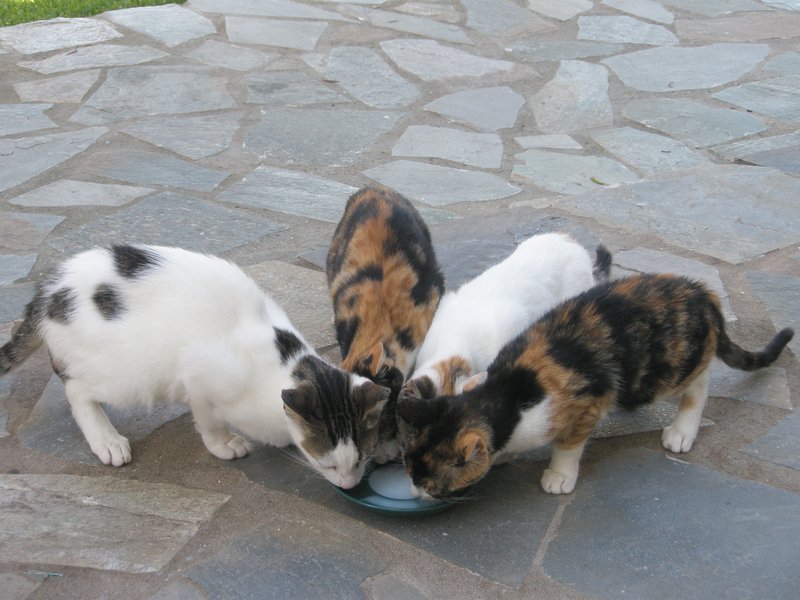 THE CUTE FAMILY OF KITTENS THAT LIVED NEXT DOOR