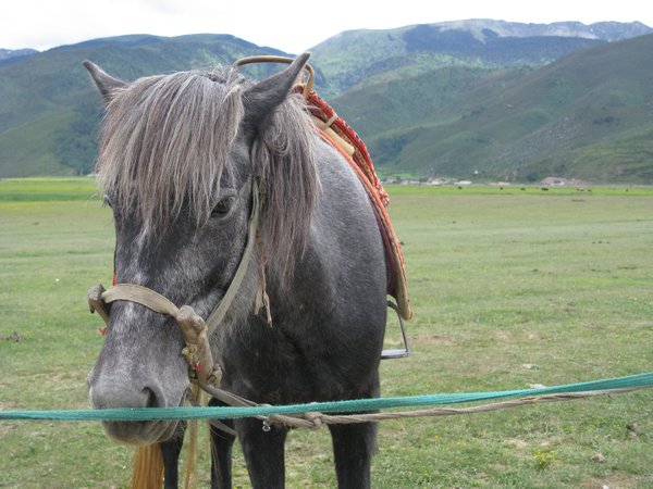 my horse/ pony