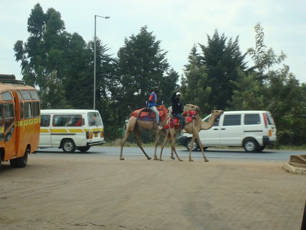 Camels in the Street