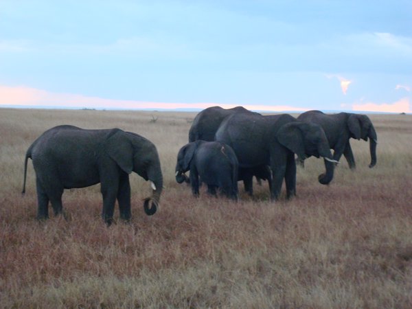 Elephant Family!