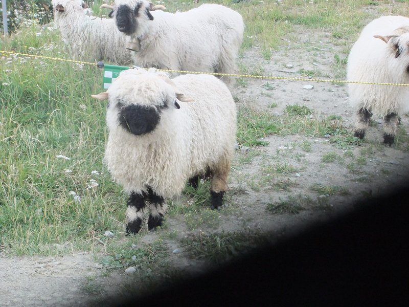 Fuzzy sheep