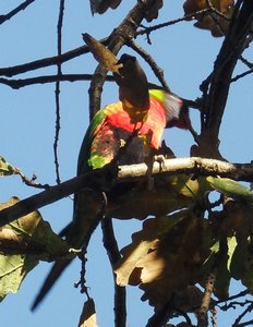 Our first sighting of a parrot!
