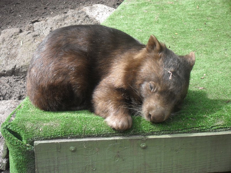 Lazy wombat!