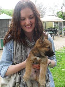 Cutest baby dingo!!