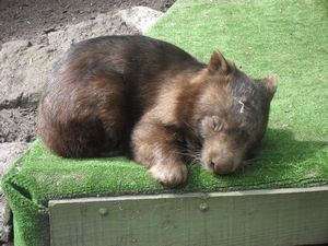 Lazy wombat!