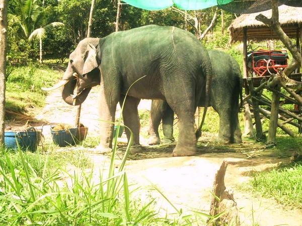 Elephant treck
